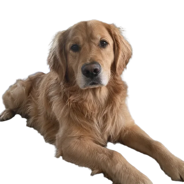 Der freigestellte Hund auf transparentem Hintergrund