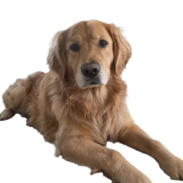Der freigestellte Hund auf Weiß, ohne Schatten