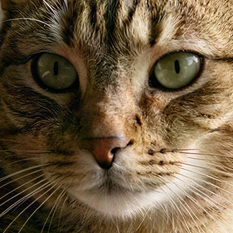 Occhi e baffi di un gatto: SeedVR2 4× (risultato)