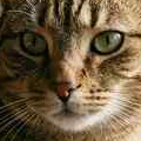 Occhi e baffi di un gatto: Partenza (512 px, ingrandita)