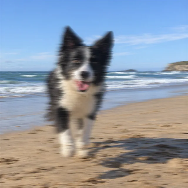 The motion-blurred dog after the photo enhancer: still blurred